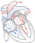 Fasi della circolazione sanguigna