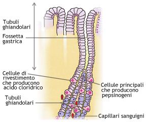 Ghiandole gastriche